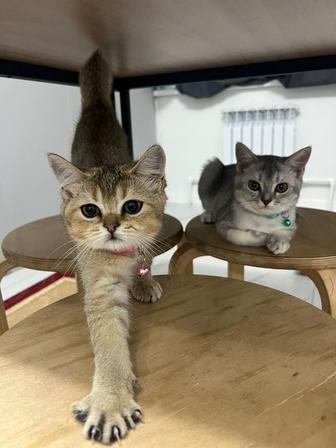 Продам кошек шотландская шиншилла