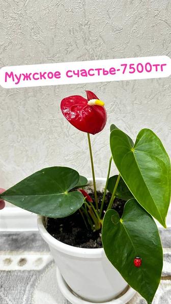 Мужское счастье или Антуриум