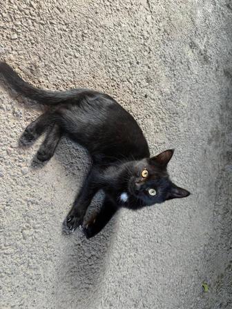 Отдам котенка в добрые руки.