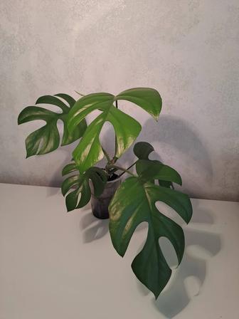 Monstera Deliciosa Little Sister