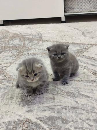 Шотландские котятки