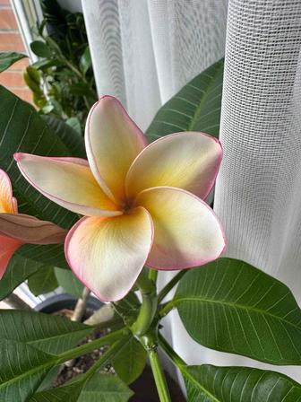Плюмерии, франжипани, цветок Бали. Комнатные цветы