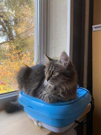 Отдам красивого котенка-мальчика в добрые руки