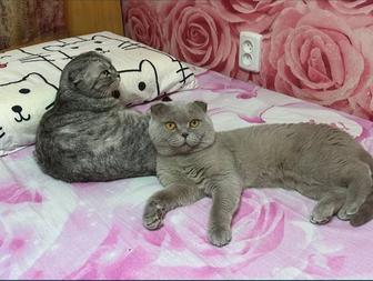 Вязка кот шотландский