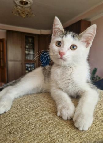 Котенок