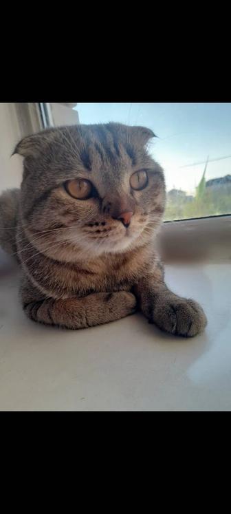 Отдам кота в хорошие руки