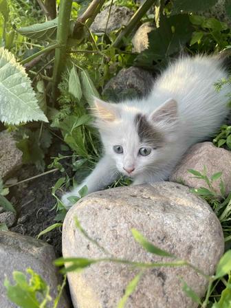 Отдам котят даром