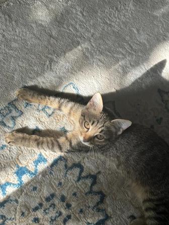 Отдам котенка в хорошие руки