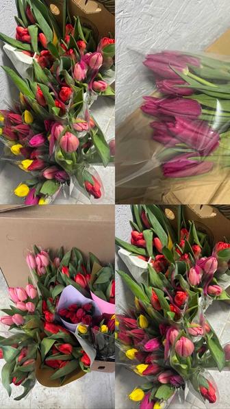 Продажа Тюльпанов