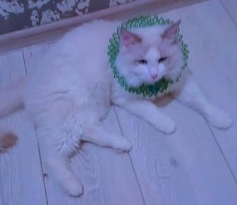 Кот на вязку. Порода Рэгдолл