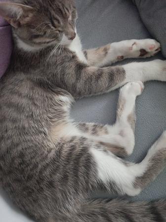 Котик ищет дом