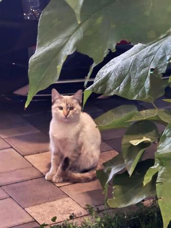 Белый котенок в добрые руки
