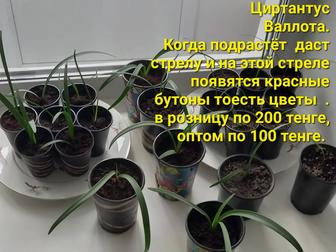 Продам. Цветы комнатные.