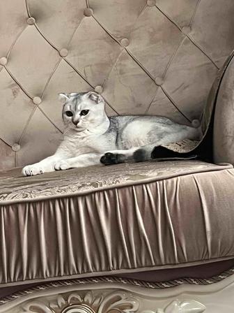 Вязка кота
