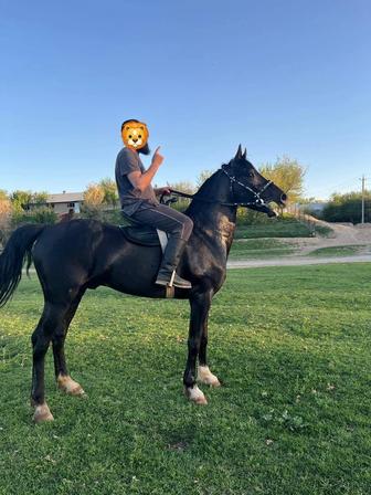 Конь жеребец