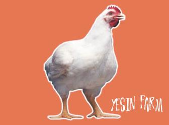 Бройлерные яйца инкубационные РОСС 308 качественный вывод