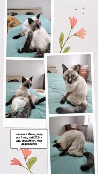 Отдам кошку в добрые руки