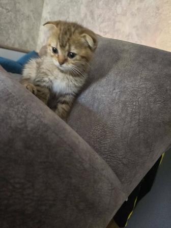 Продам котенка шотландского