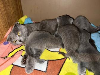 Коты шотланцы