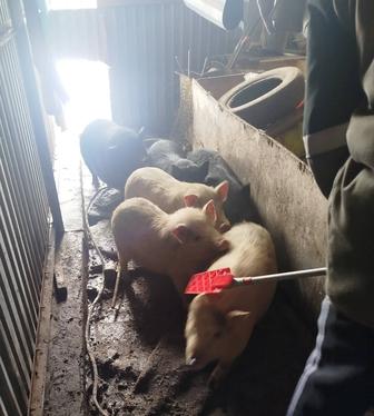 Продадим вьетнамских свиней Срочно