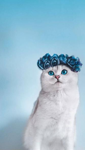 КошкаДымка в хорошие руки
