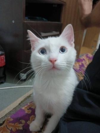 Отдам котенка девочку