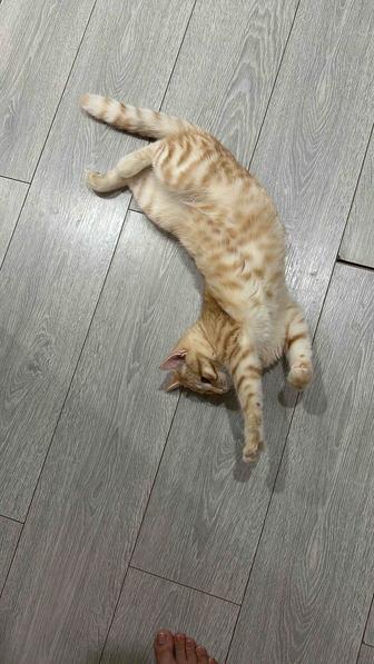 Отдам кота