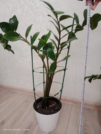 Продам комнатное растение