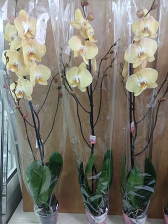 Орхидея Орхидеи качество Голландия