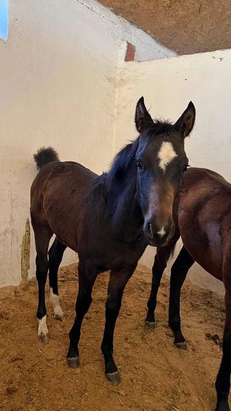 Продается лошадь (тай)