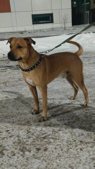 Собака ищет дом.