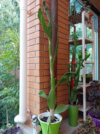 Кактусы , цветы