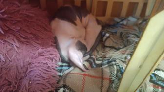 Продаю котенка Донского Сфинкса