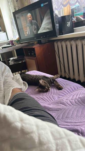 Отдам даром котенка