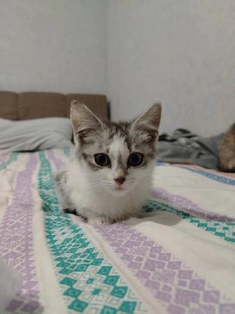 Отдам котенка девочку в добрые руки
