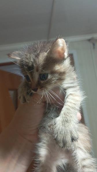 Отдам красивых котят в добрые руки