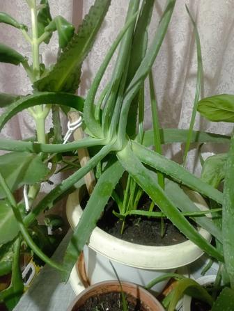 Продам алоэ 7 лет