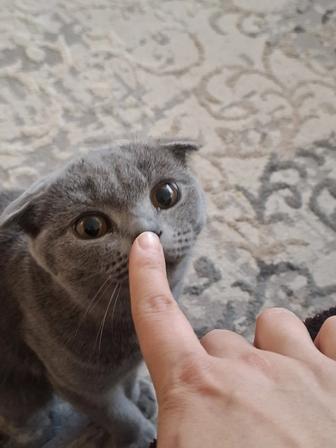 Отдам кошку