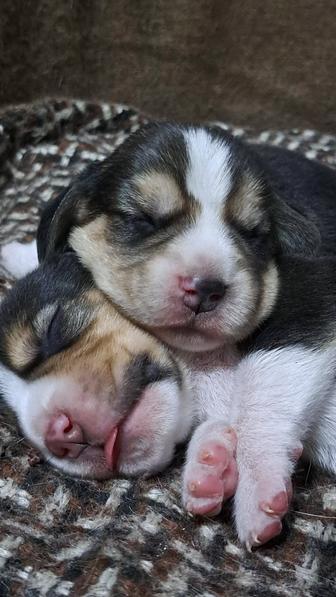 Бигль щенки