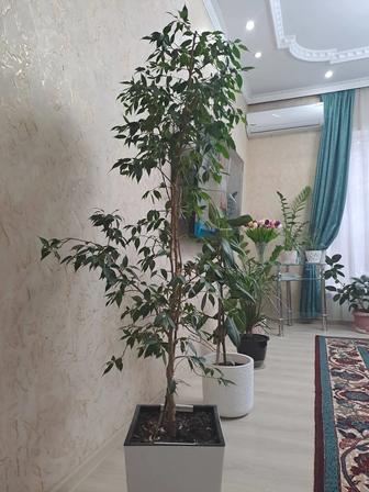 Продам цветы