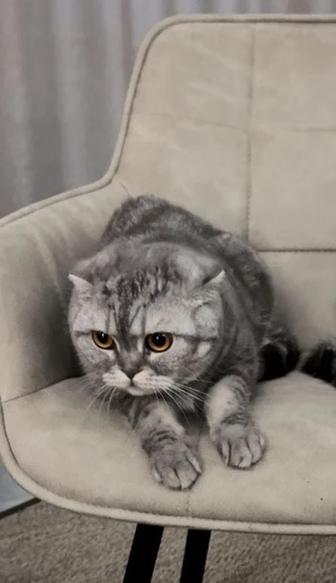 Кошка ищет семью