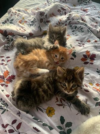 Продам котят Курильских бобтейлов