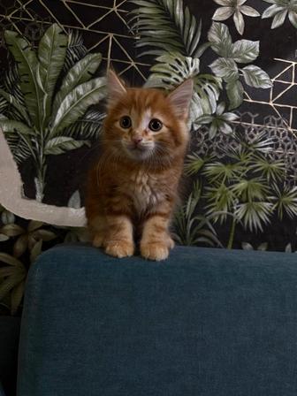 Продам котят Курильских бобтейлов