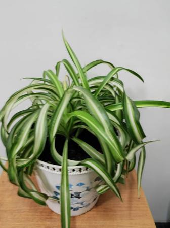 Хлорофитум Бонни.