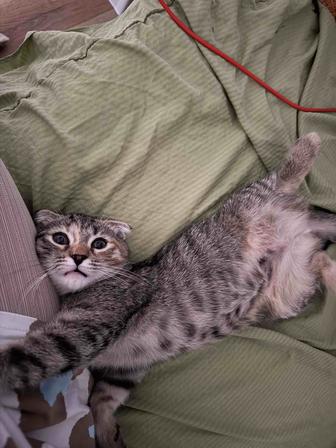 Отдам в хорошие руки шотландского котенка срочно