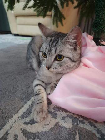 Котенок мальчик шотландец ,ищет дом , и добрые отзывчивые руки