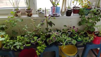 Цветы выращенные с любовью.