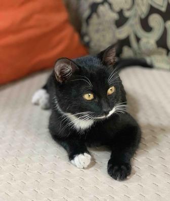 Котенок в любящую семью