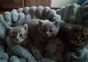Котята британские.Чистой породы!