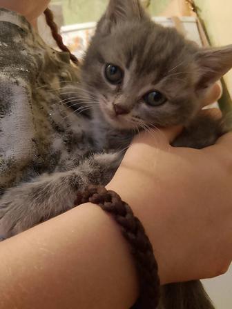 Котята британские,скотиш страйт!